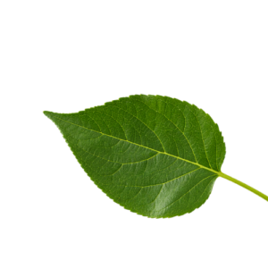 hoja decorativa